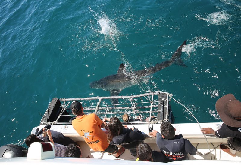 africa-shark-diving